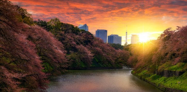 sakura-cherry-blossom-tree-sunset