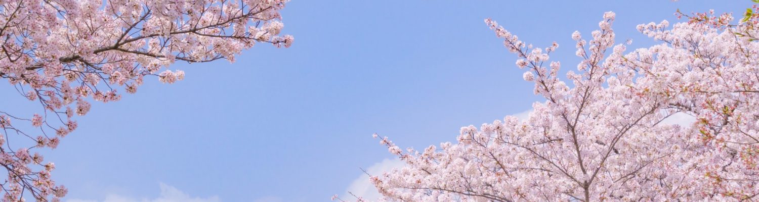 sakura-spots-near-mercure
